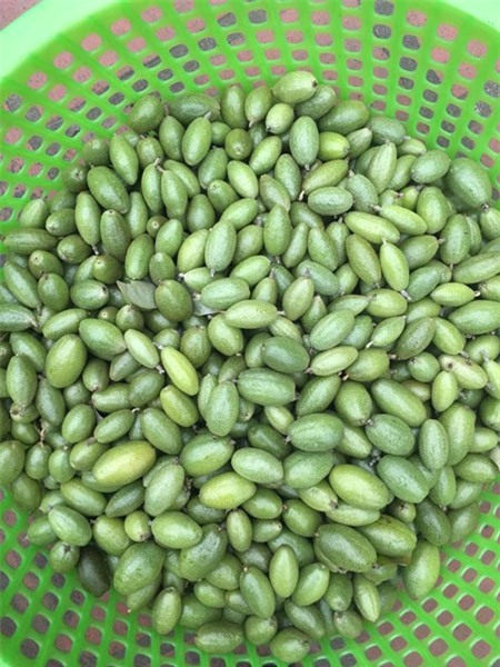 Nhót xanh chua loét, giá cao tới 200.000 đồng/kg vẫn cháy hàng