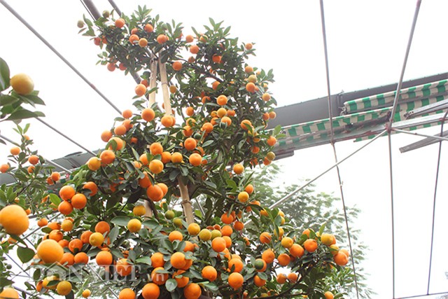 doc nhat vo nhi: quat la the kim long bach ma 