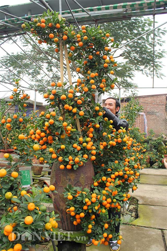 doc nhat vo nhi: quat la the kim long bach ma 