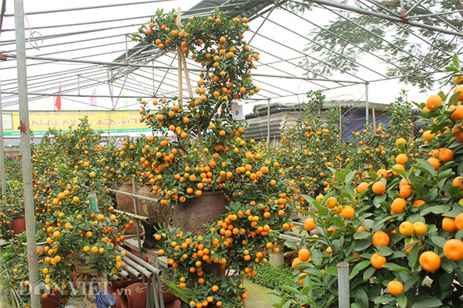 doc nhat vo nhi: quat la the kim long bach ma 