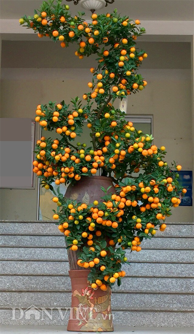 doc nhat vo nhi: quat la the kim long bach ma