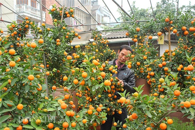 doc nhat vo nhi: quat la the kim long bach ma 