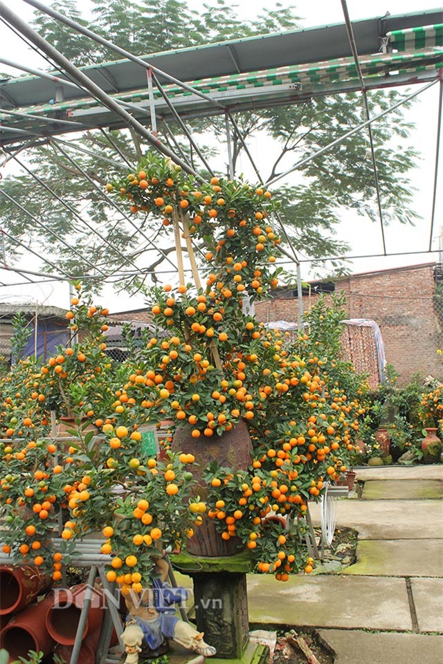 doc nhat vo nhi: quat la the kim long bach ma 