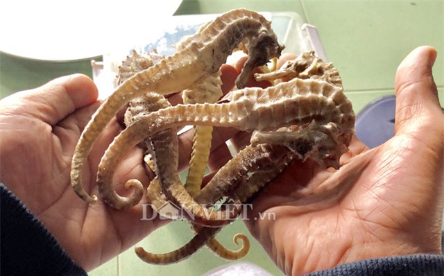 cá ngựa,thần dược