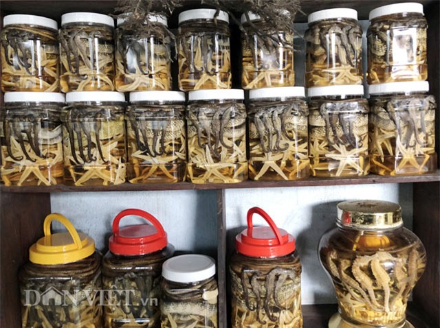 cá ngựa,thần dược