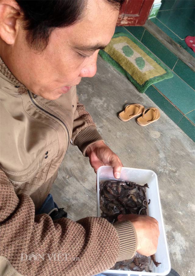 cá ngựa,thần dược