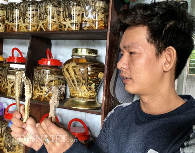 cá ngựa,thần dược