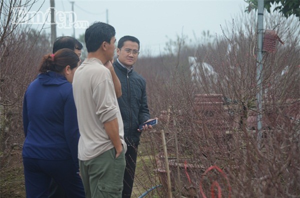 Làng đào Nhật Tân tấp nập khách nhà giàu đến đặt mua đào trưng Tết