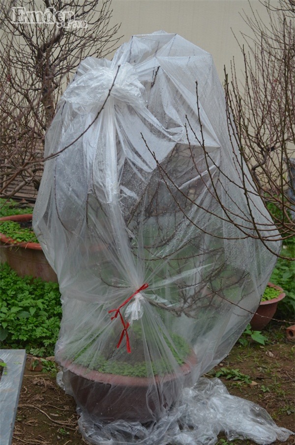 Làng đào Nhật Tân tấp nập khách đến đặt mua đào trưng Tết