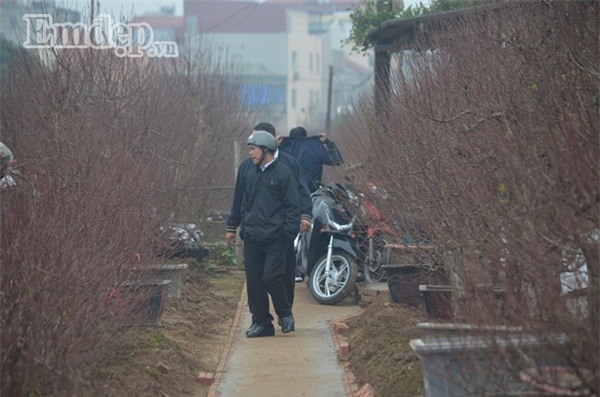 Làng đào Nhật Tân tấp nập khách đến đặt mua đào trưng Tết