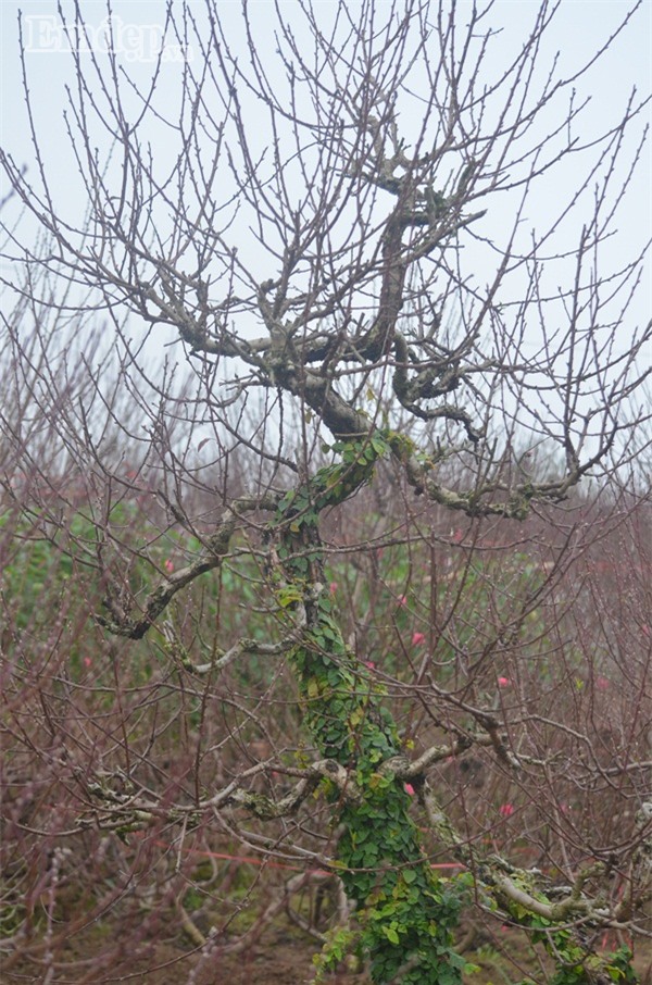 Làng đào Nhật Tân tấp nập khách đến đặt mua đào trưng Tết