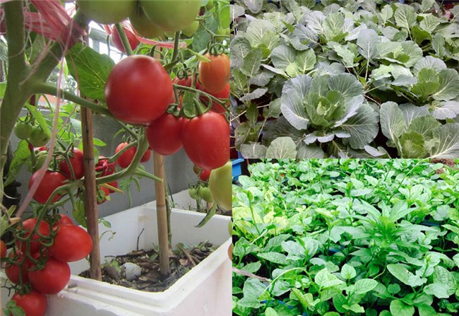 kiếm tiền tiêu tết,tiết kiệm tiền tiêu tết,cách kiếm tiền tiêu tết