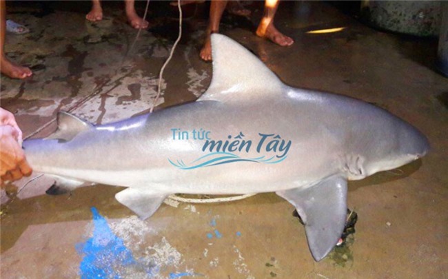 cá khủng,cá lạ,thủy quái