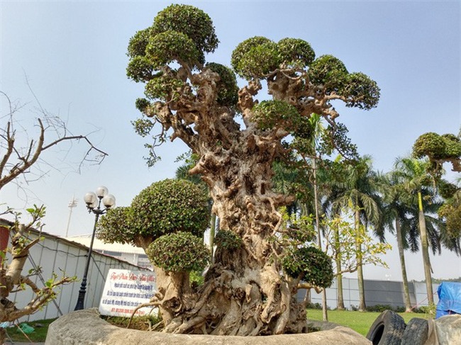 Choáng ngợp với cây duối tình mẫu tử hét giá 15 tỷ tại hội chợ Tết ở Hà Nội