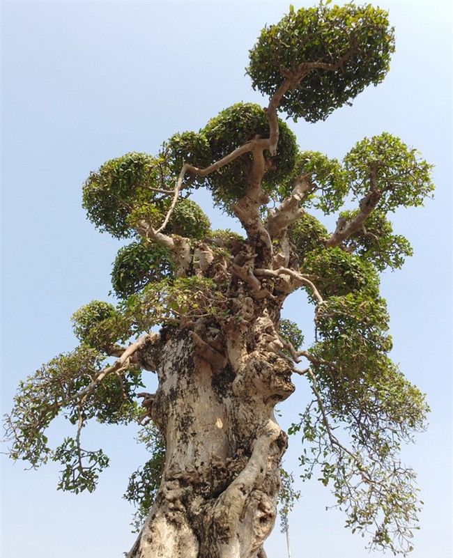 Choáng ngợp với cây duối tình mẫu tử hét giá 15 tỷ tại hội chợ Tết ở Hà Nội