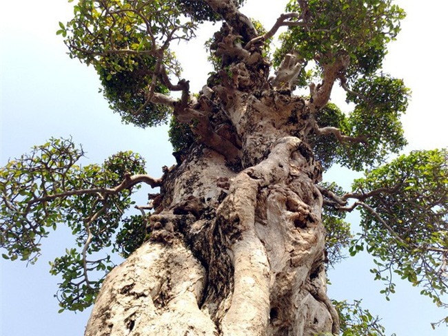 Choáng ngợp với cây duối tình mẫu tử hét giá 15 tỷ tại hội chợ Tết ở Hà Nội