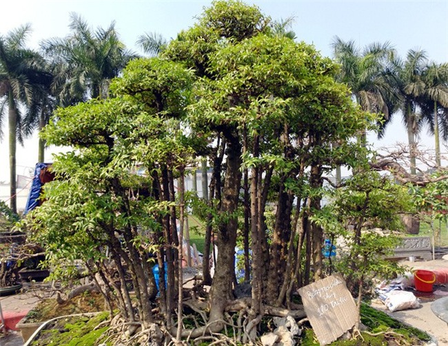 Choáng ngợp với cây duối tình mẫu tử hét giá 15 tỷ tại hội chợ Tết ở Hà Nội
