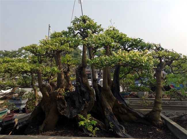 Choáng ngợp với cây duối tình mẫu tử hét giá 15 tỷ tại hội chợ Tết ở Hà Nội