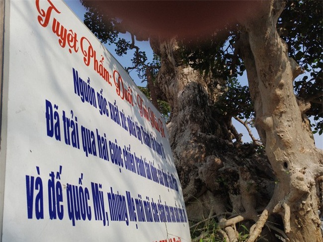 Choáng ngợp với cây duối tình mẫu tử hét giá 15 tỷ tại hội chợ Tết ở Hà Nội