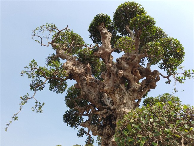 Choáng ngợp với cây duối tình mẫu tử hét giá 15 tỷ tại hội chợ Tết ở Hà Nội