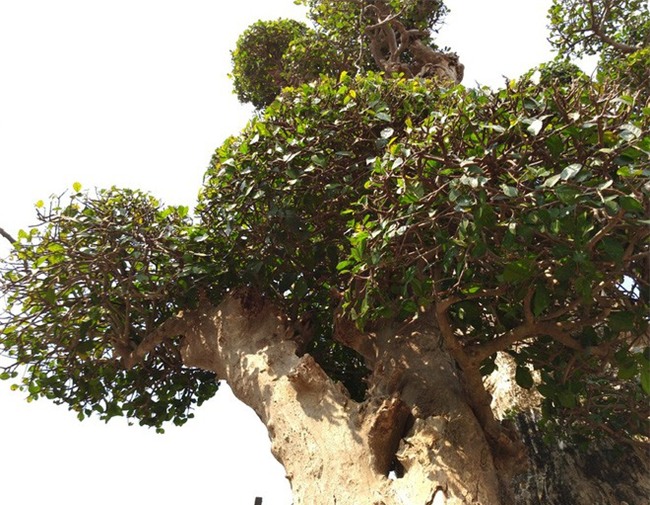 Choáng ngợp với cây duối tình mẫu tử hét giá 15 tỷ tại hội chợ Tết ở Hà Nội