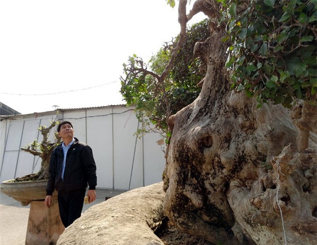 Choáng ngợp với cây duối tình mẫu tử hét giá 15 tỷ tại hội chợ Tết ở Hà Nội