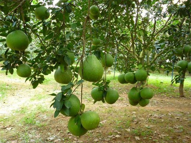 Hơn 1 triệu đồng một trái bưởi Tết ở làng Tân Triều