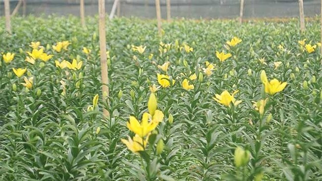 ha noi xuat hien them mot 