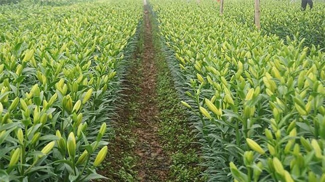 ha noi xuat hien them mot 