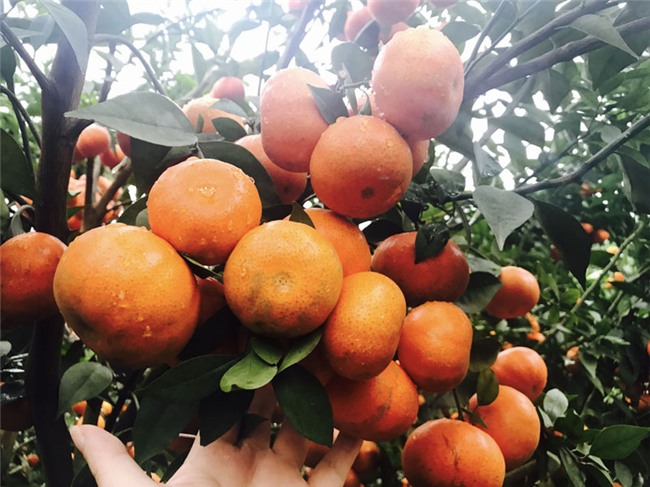 kiếm tiền tiêu tết,cách kiếm tiền tiêu tết,tết nguyên đán