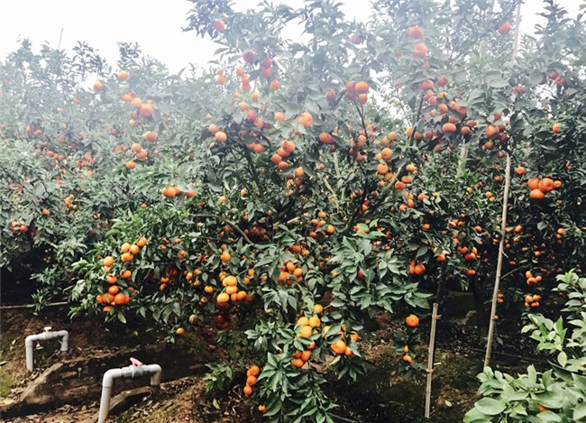 kiếm tiền tiêu tết,cách kiếm tiền tiêu tết,tết nguyên đán