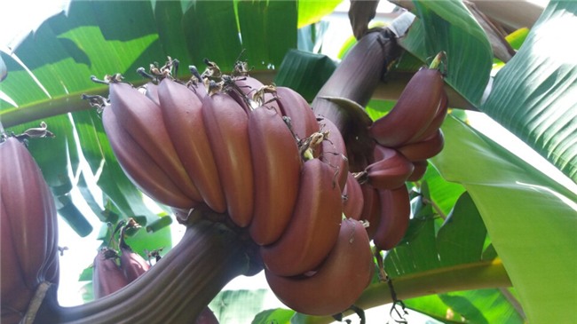 chi em san chuoi tim do sieu la ve chung tet, co tien cung kho mua hinh anh 2