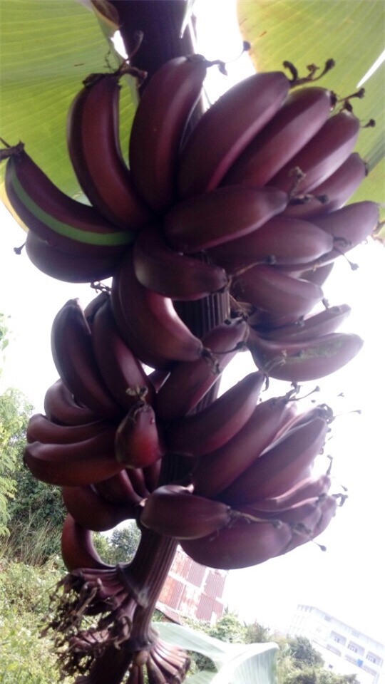 chi em san chuoi tim do sieu la ve chung tet, co tien cung kho mua hinh anh 3