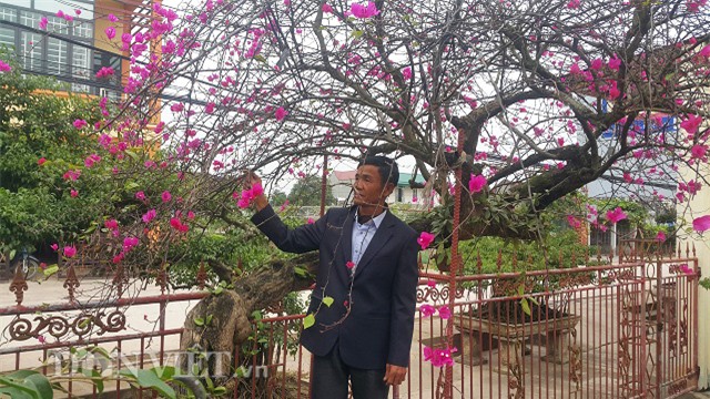 cay hoa giay co thu dang “lao mai” co mot khong hai o nam dinh hinh anh 3