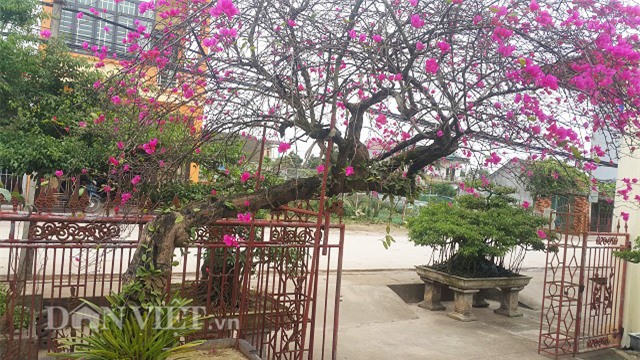 cay hoa giay co thu dang “lao mai” co mot khong hai o nam dinh hinh anh 4