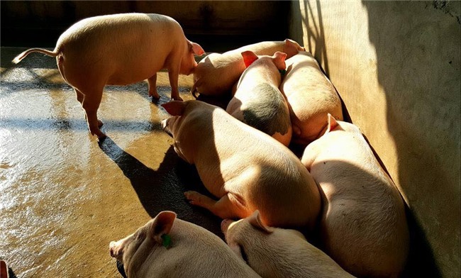 giun quế,thịt lợn sạch,thịt lợn,giá thịt lợn,đặc sản nhà giàu,thực phẩm Tết