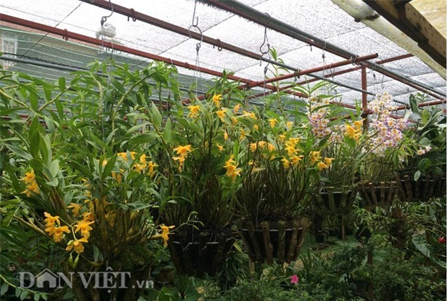 vuon lan dep ngay ngat,
