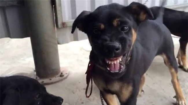 Bé trai 8 tuổi bị chó cắn thủng mắt, bố mẹ nhìn thấy nhưng không kịp trở tay - Ảnh 1.