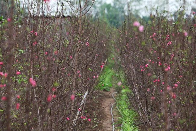 cach chon va cham dao nhieu hoa, no dung dip tet bat chap thoi tiet that thuong - 1