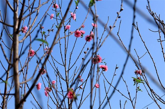 cach chon va cham dao nhieu hoa, no dung dip tet bat chap thoi tiet that thuong - 2