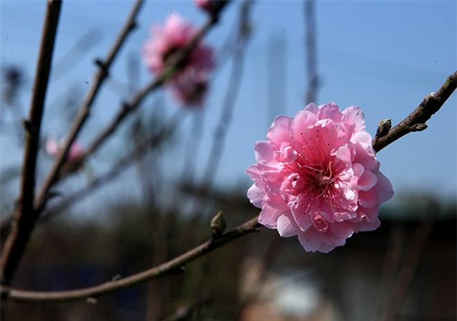 cach chon va cham dao nhieu hoa, no dung dip tet bat chap thoi tiet that thuong - 3