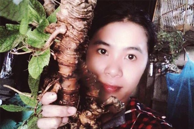 sâm Ngọc Linh,sâm quý,nhân sâm