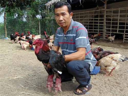 gan tet, ga tien vua dong thap 400.000 dong/kg ma van