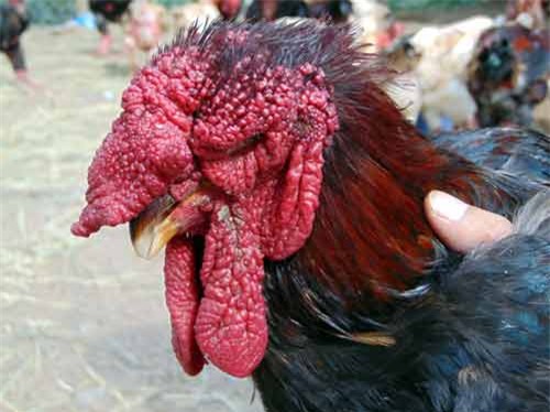 gan tet, ga tien vua dong thap 400.000 dong/kg ma van 