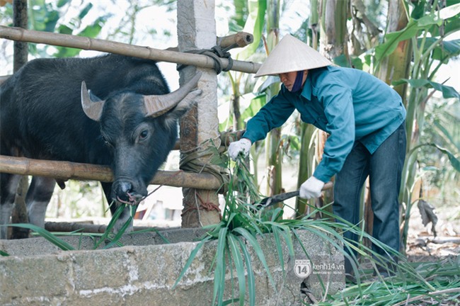 Bố mẹ Bùi Tiến Dũng vẫn vui vẻ cắt mía, cho trâu ăn ở quê nhà: "Việt Nam vô địch, chúng tôi sẽ mổ bò để liên hoan!" - Ảnh 5.