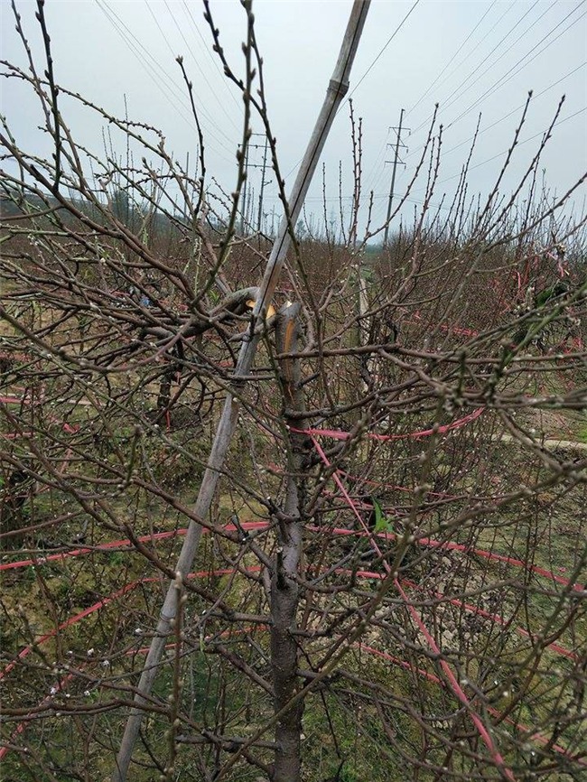 Bắc Ninh: Gia đình nông dân bị kẻ gian phá hoại cả trăm gốc đào Tết, có gốc cả chục triệu đồng