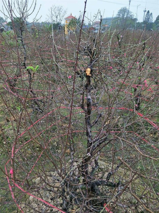 Bắc Ninh: Gia đình nông dân bị kẻ gian phá hoại cả trăm gốc đào Tết, có gốc cả chục triệu đồng