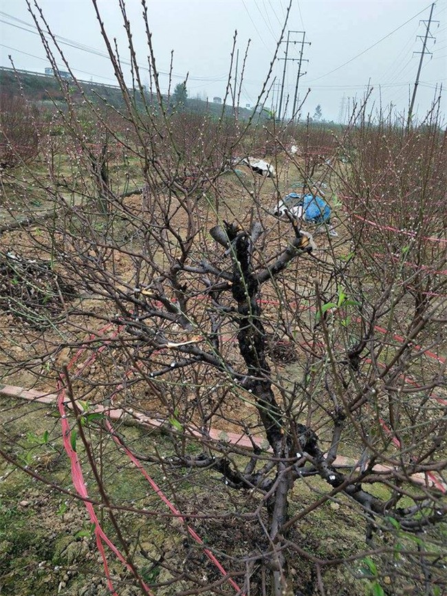 Bắc Ninh: Gia đình nông dân bị kẻ gian phá hoại cả trăm gốc đào Tết, có gốc cả chục triệu đồng