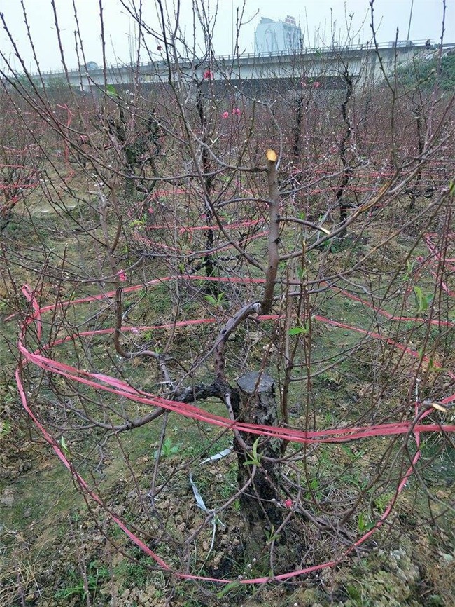 Bắc Ninh: Gia đình nông dân bị kẻ gian phá hoại cả trăm gốc đào Tết, có gốc cả chục triệu đồng