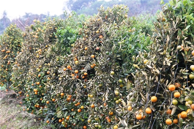 Bắt kẻ gian phá hoại 400 gốc quất của 2 nông dân - ảnh 1